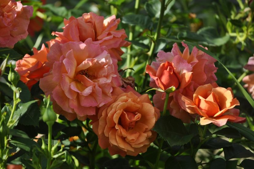 _DSC0469 - VARA 2021_3