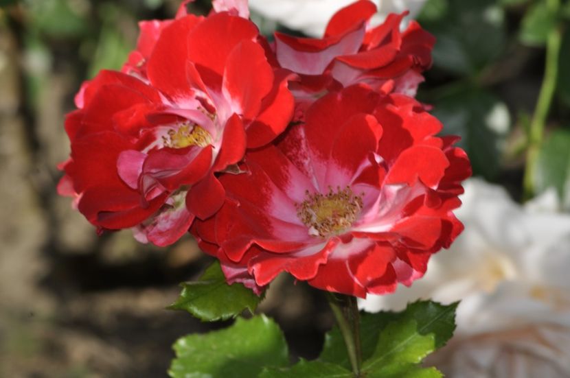 _DSC0471 - VARA 2021_3