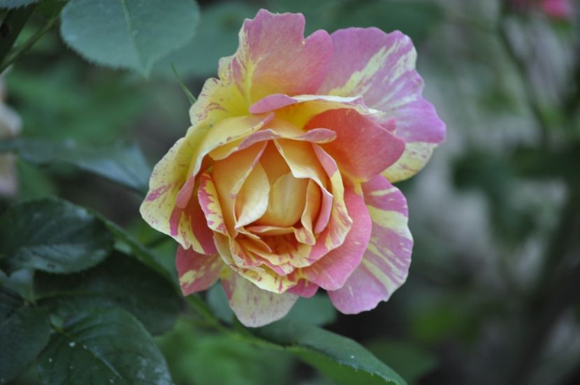 _DSC0472 - VARA 2021_3