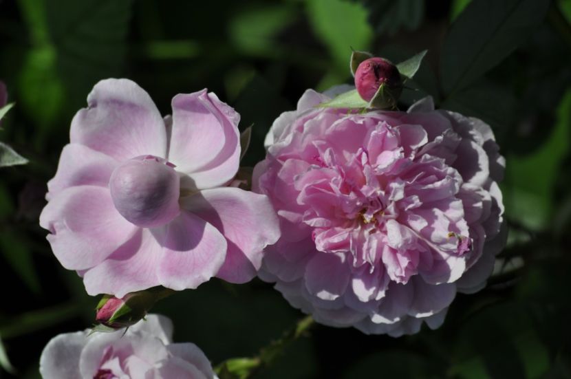 _DSC0475 - VARA 2021_3