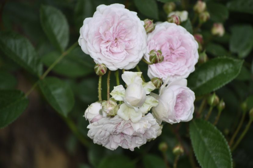 _DSC0477 - VARA 2021_3