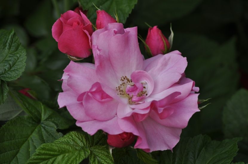 _DSC0478 - VARA 2021_3