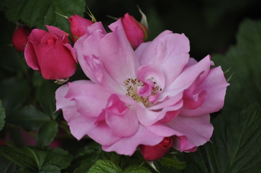 _DSC0480 - VARA 2021_3