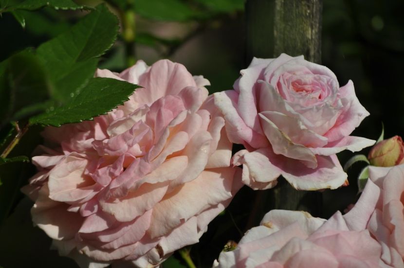 _DSC0483 - VARA 2021_3