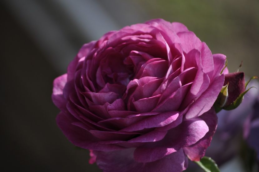 _DSC0485 - VARA 2021_3