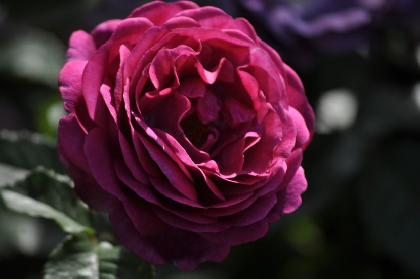 _DSC0486 - VARA 2021_3