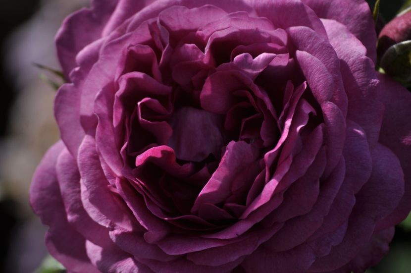 _DSC0488 - VARA 2021_3