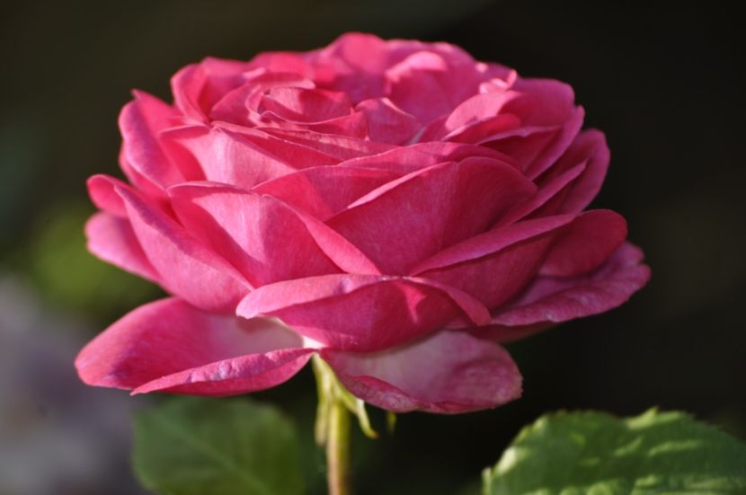 _DSC0489 - VARA 2021_3