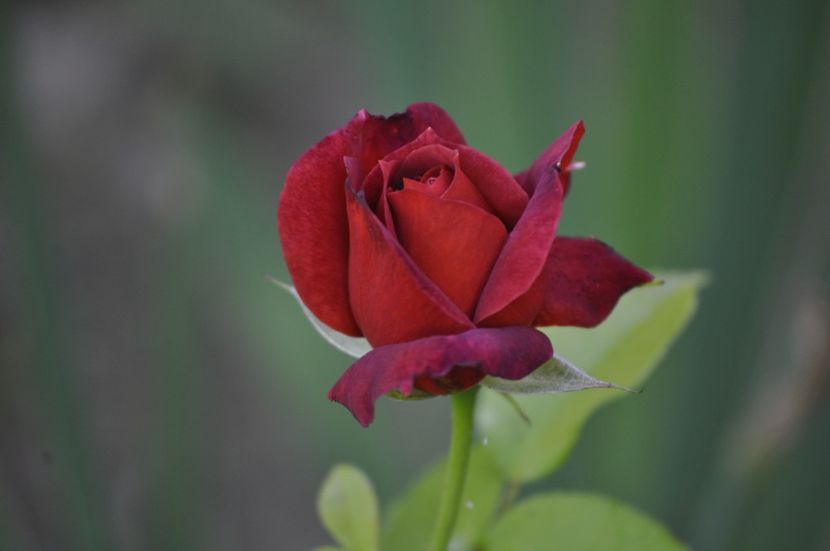 _DSC0492 - VARA 2021_3