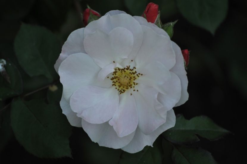 _DSC0494 - VARA 2021_3