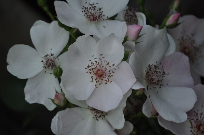 _DSC0496 - VARA 2021_3