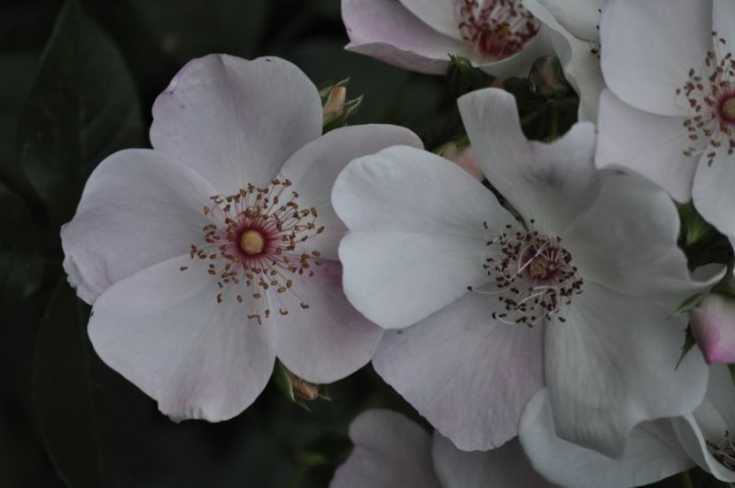 _DSC0497 - VARA 2021_3