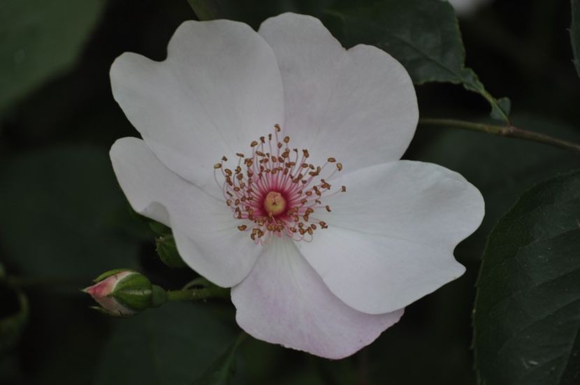 _DSC0498 - VARA 2021_3