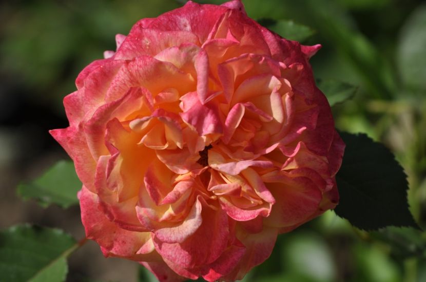 _DSC0500 - VARA 2021_3