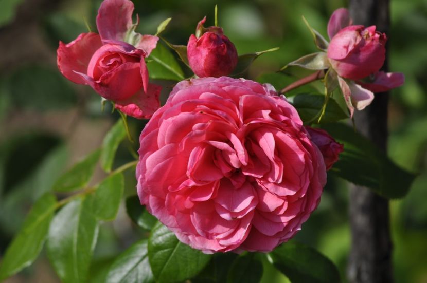 _DSC0501 - VARA 2021_3