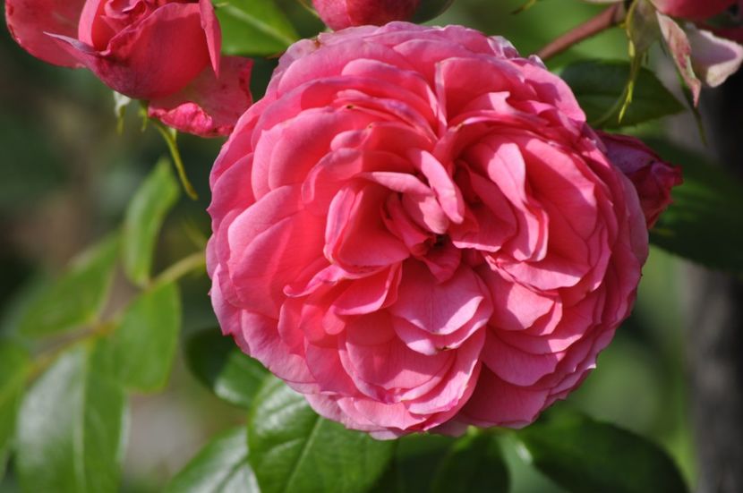 _DSC0502 - VARA 2021_3