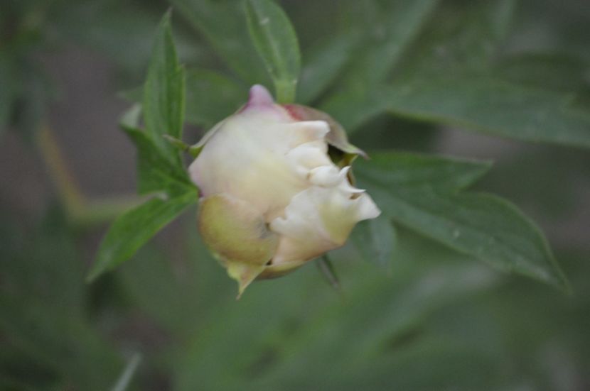 _DSC0510 - VARA 2021_3
