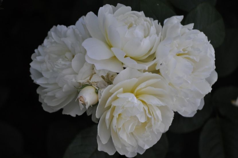 _DSC0515 - VARA 2021_3