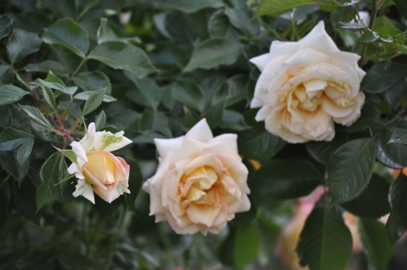 _DSC0517 - VARA 2021_3