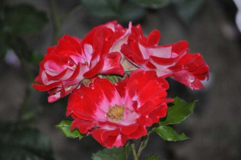 _DSC0521 - VARA 2021_3