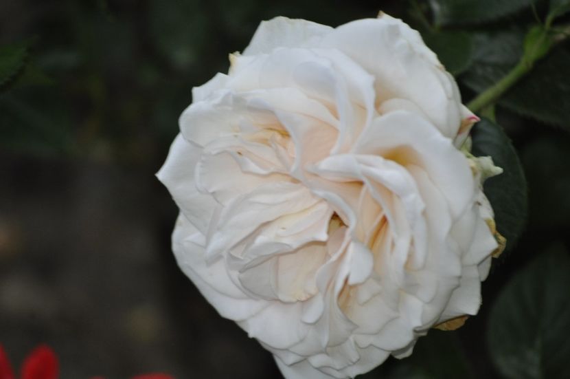 _DSC0522 - VARA 2021_3