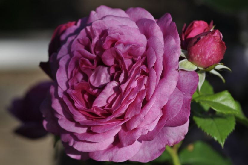 _DSC0003 - VARA 2021_3