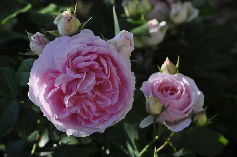 _DSC0011 - VARA 2021_3