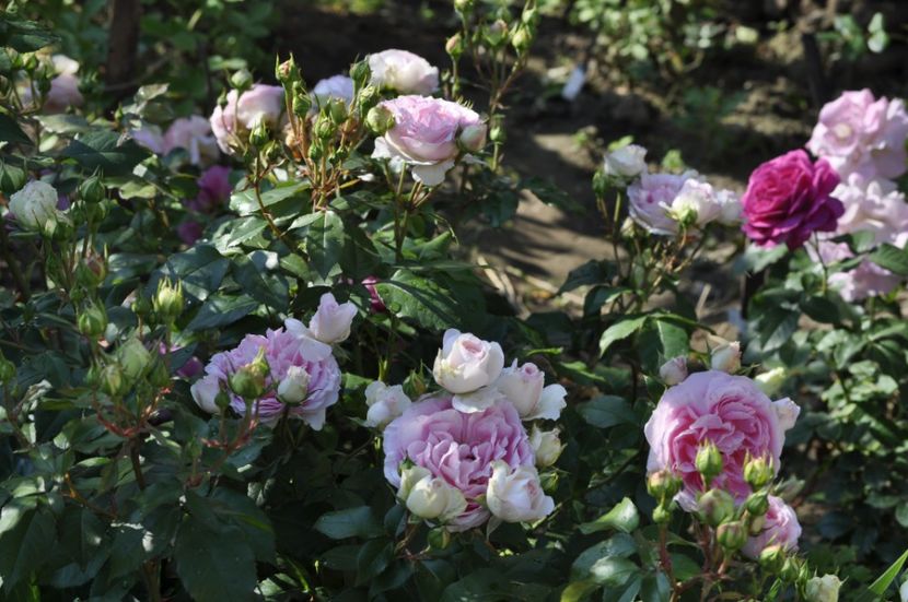 _DSC0012 - VARA 2021_3