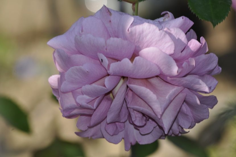 _DSC0015 - VARA 2021_3