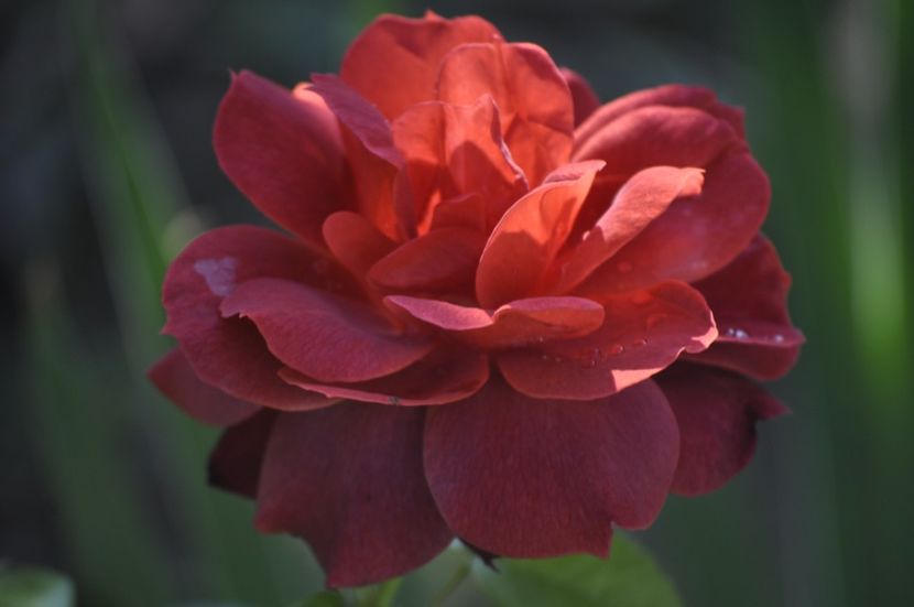 _DSC0020 - VARA 2021_3