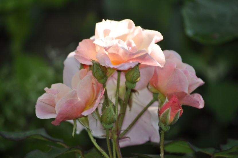 _DSC0023 - VARA 2021_3