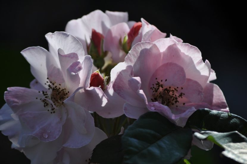 _DSC0026 - VARA 2021_3