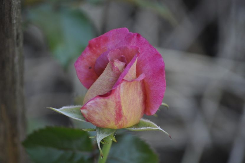 _DSC0043 - VARA 2021_3
