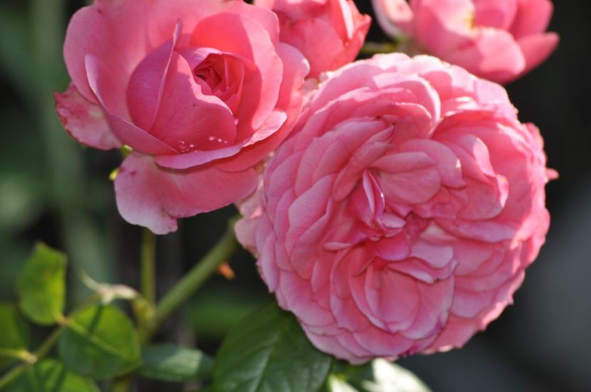 _DSC0049 - VARA 2021_3