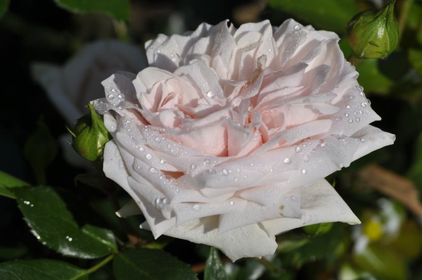 _DSC0082 - VARA 2021_3