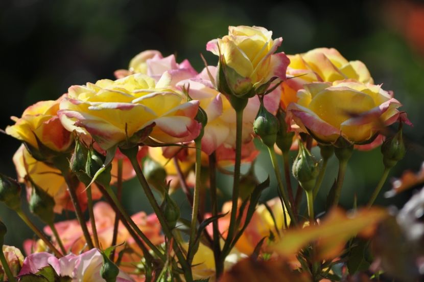 _DSC0103 - VARA 2021_3