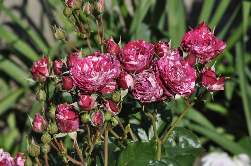 _DSC0107 - VARA 2021_3