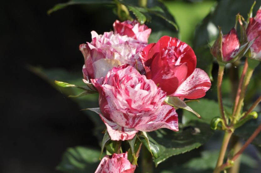 _DSC0109 - VARA 2021_3