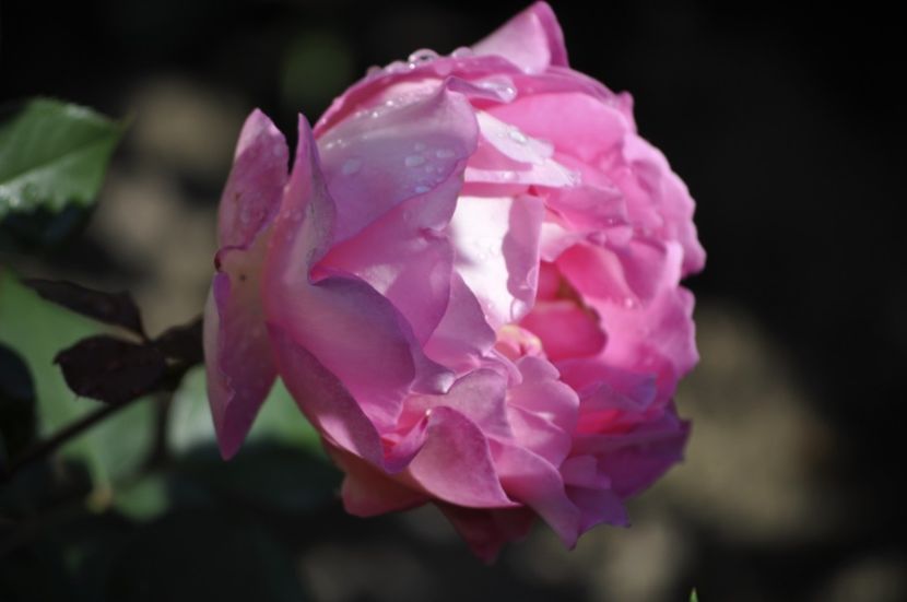 _DSC0110 - VARA 2021_3