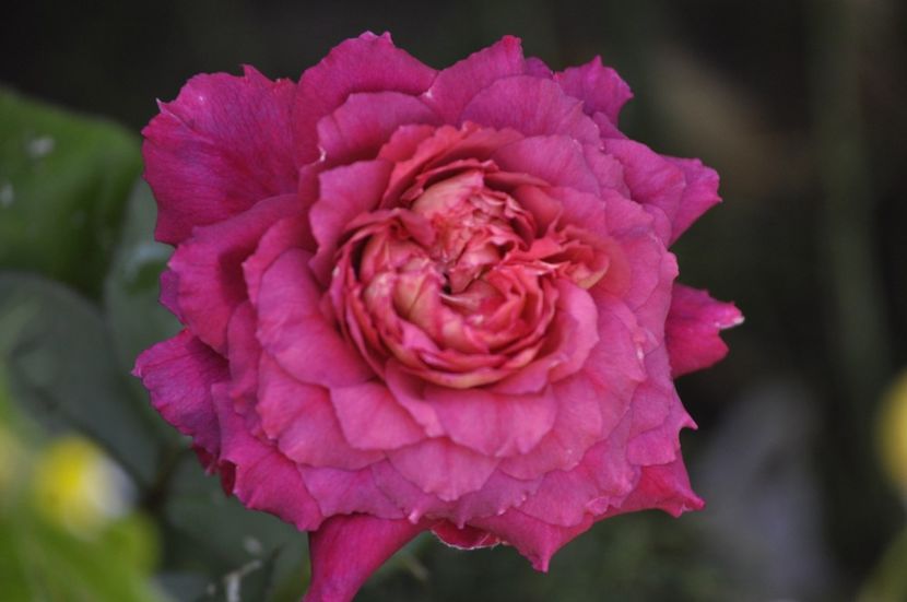 _DSC0116 - VARA 2021_3