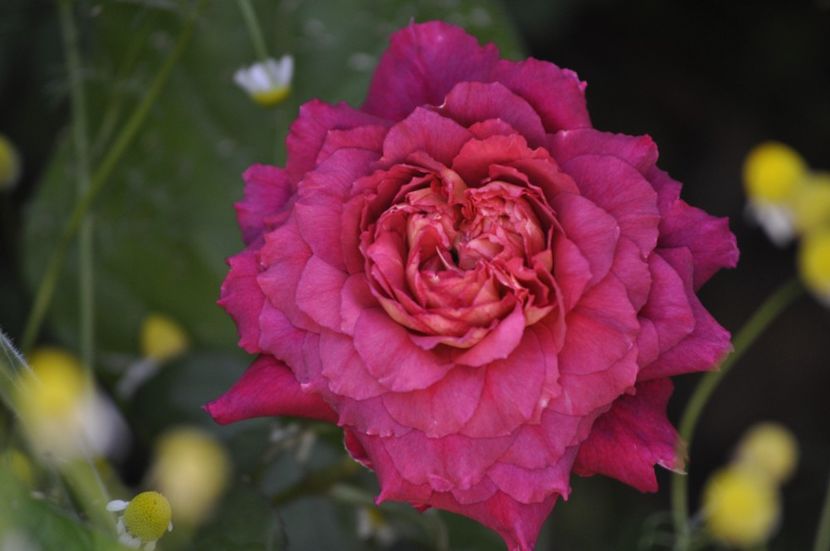 _DSC0117 - VARA 2021_3