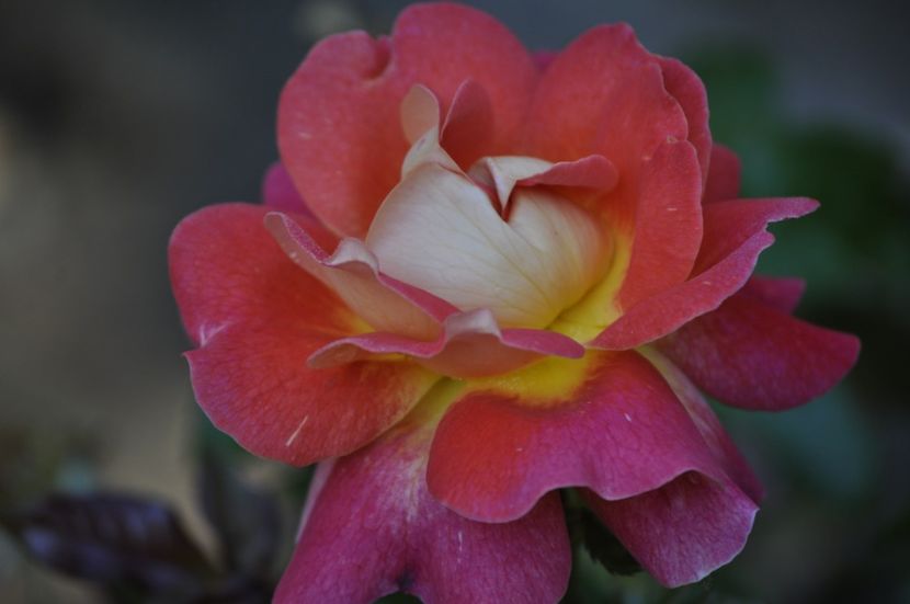 _DSC0118 - VARA 2021_3