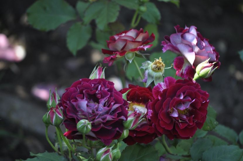 _DSC0120 - VARA 2021_3