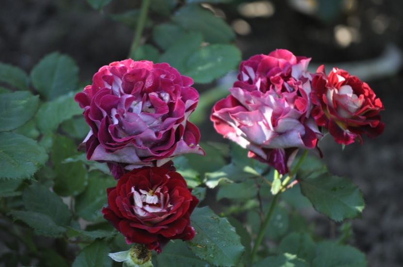 _DSC0122 - VARA 2021_3