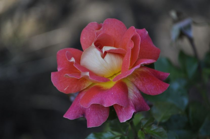 _DSC0123 - VARA 2021_3