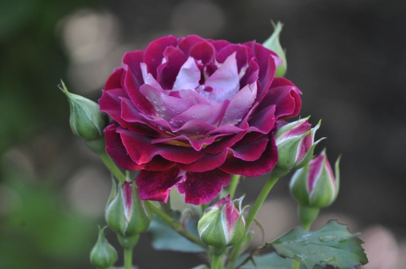 _DSC0124 - VARA 2021_3