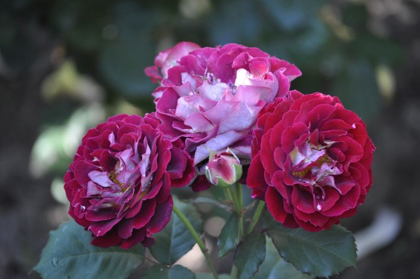 _DSC0125 - VARA 2021_3