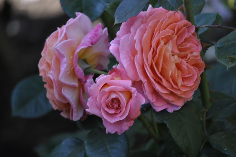 _DSC0126 - VARA 2021_3