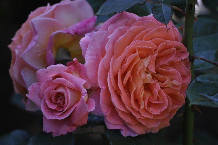 _DSC0127 - VARA 2021_3