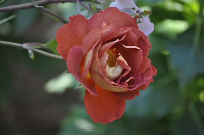 _DSC0128 - VARA 2021_3